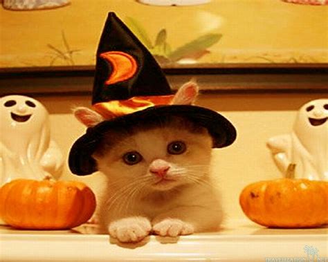 cute halloween cat background|cute cat outfits for halloween.